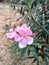 close up of pink oleander flowers