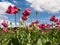 Close up of pink opium poppies