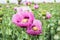 Close-up of pink opium poppy blossoms, also called breadseed poppies