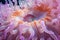 Close Up of a Pink and Orange Sea Anemone, A detailed look inside the sea
