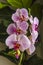 A close-up of a pink orchid flower