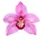 Close-up of pink Orchid flower Cymbidium isolated on white background