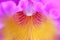 Close up pink orchid petal,texture blooming  or cattleya john lindley on background