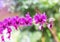 Close up pink orchids tropical flowers blooming growth in garden