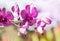 Close up pink orchids tropical flowers blooming growth in garden