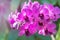 Close up pink orchids tropical flowers blooming growth in garden