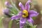 Close-up of pink Pasque wild flower