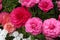 Close Up of Pink and Peach Ranunculus and White Candytuft Flowers