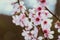 Close up of pink peach tree blossoms