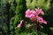 A close up of pink pelargonium flowers of the `Apache` variety in the garden on a sunny day. Bright rose geranium flowers