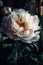 close up pink peony flowers in dark garden