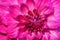 Close-up of Pink Petals of dahlia
