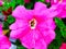 Close-up of pink petunia flower. The nature of Belarus.