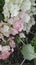 Close-up pink pink hydrangea inflorescence