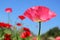 Close up pink poppy shirley flower and blue sky background.