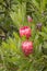 Close up of pink protea shrub