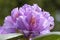 Close-up of pink, purple, flowers of rhododendron. Spring flowering, selective focus