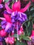 Close up of pink and purple fuchsia flowers