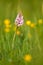 Close up of a pink Pyramidal orchid, Anacamptis pyramidalis, in a meadow