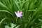 Close up a pink rain lily flower Zephyranthes green leaf background