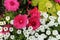 Close Up of Pink Ranunculus, White Candytuft Flowers and Light Green Geranium Leaves