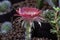 Close up pink Rebutia cactus flower on pot.Beautiful pink cactus flower.