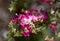 Close up of pink red flowers of the Australian native Leptospermum tea tree