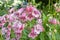 Close up of pink and red flowers of Penstemon `MacPenny`s Pink` in a sunny cottage garden.