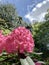 Close up on pink rhododendron