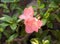 Close up Pink Rhododendron Arboreum Flowers with Green Leaves