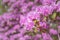 Close-up of pink rhododendron blossoms in springtime