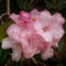 Close-up of pink rhododendron flowers blooming in the springtime.