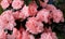 Close-up of pink Rhododendron indicum azalea flowers in home. Springtime, pot garden, beauty plant of nature. Blooming romantic