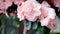 Close-up of pink Rhododendron indicum azalea flowers in home. Springtime, pot garden, beauty plant of nature. Blooming romantic