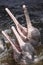 Close-up of Pink river dolphins, mouth open, Rio Negro, Novo Airao, Brazil