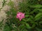 close up of pink rosa flower against green leaves background