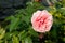 A close up of pink rose of the `Abraham darby` variety in the garden on a sunny morning, copy space for text. English shrub rose