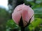 Close-up of pink rose blooming in Blossom Hydel Park, Kerala, India