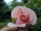 Close-up of pink rose blooming in Blossom Hydel Park, Kerala, India