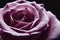 Close-up of a pink rose bud captured on the dark background.