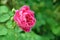 Close up pink rose. Floribunda