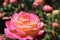 Close up pink rose in garden stock photo