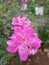 close-up of the pink rose lavender dream