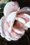 close up of pink rose petals. Selective focus. Flowers background