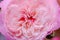 Close up of pink rose with petals softened on blur nature background. Royalty high-quality free stock image of flowers.