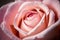 Close up of pink rose, pink rose blossom, fresh beautiful rose