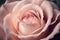 Close up of pink rose, pink rose blossom, fresh beautiful rose