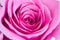 Close-up of pink rose Rosa