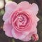 Close up of a pink rose and rosebud