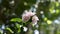 Close-up Pink Rose of Sharon Flowers